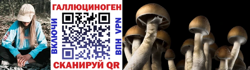 Галлюциногенные грибы Psilocybine cubensis даркнет сайт Шелехов